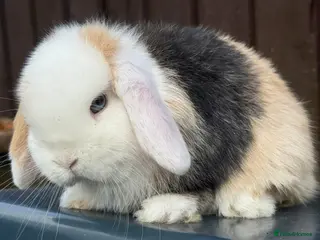 Mini Lop rabbits Blue eyed black Harli extreme mini lop doe/girl - Advert 1