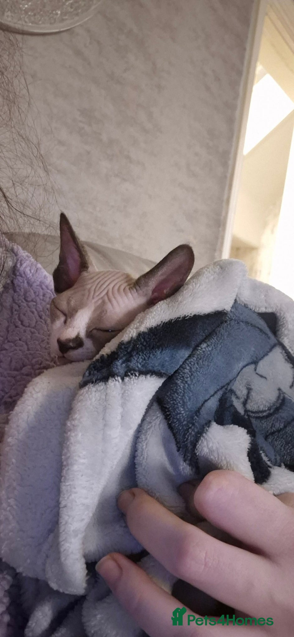 Sphynx cats Beautiful sphynx kitten - Advert 5