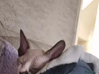 Sphynx cats Beautiful sphynx kitten - Advert 5