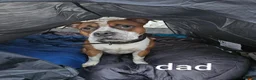Mixed Breed dogs for sale: Boy and girl, staffy x American bulldog for sale in Huddersfield - Advert 2