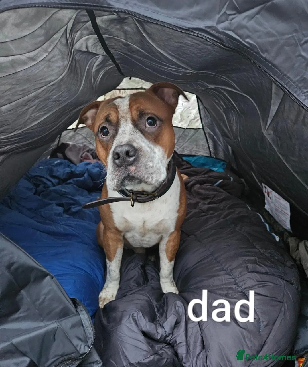 Mixed Breed dogs for sale: Boy and girl, staffy x American bulldog for sale in Huddersfield - Advert 2