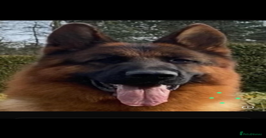 German Shepherd dogs - Advert 3