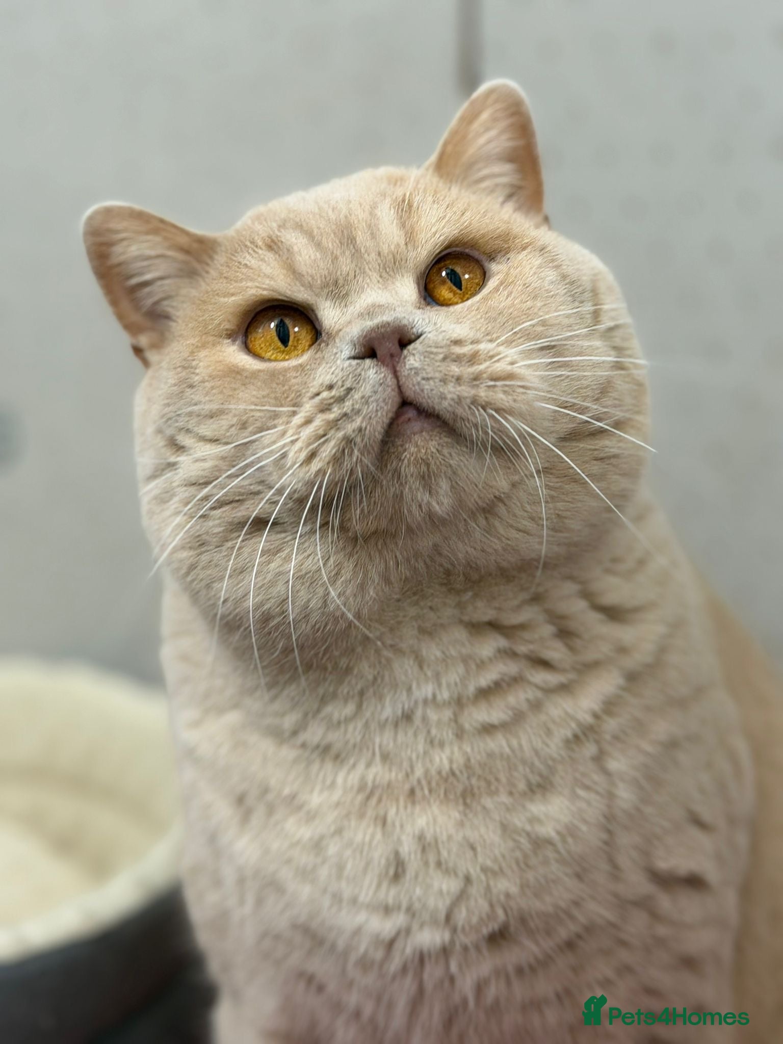 British Shorthair cats British shorthair cream boy for stud duties  - Advert 20