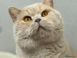 British Shorthair cats British shorthair cream boy for stud duties - Advert 20