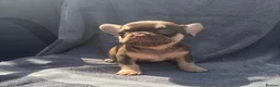 French Bulldog dogs for sale: 🔥 Unbelievable litter of 11 French Bulldogs 😍 - Advert 21