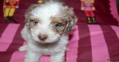 Cockapoo dogs Extensively health tested American cockerpoos - Advert 7