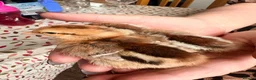 Chickens poultry for sale: Brahma,buff Orbington chick,Sebastopol Gosling and - Advert 1