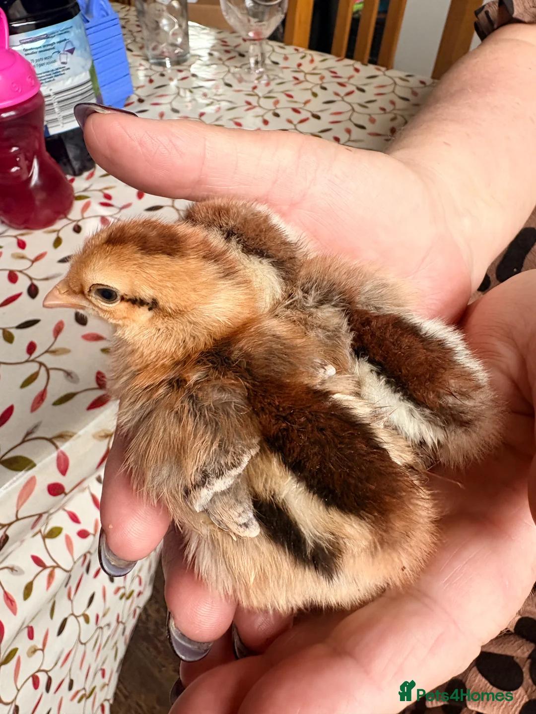 Chickens poultry for sale: Brahma,buff Orbington chick,Sebastopol Gosling and - Advert 1