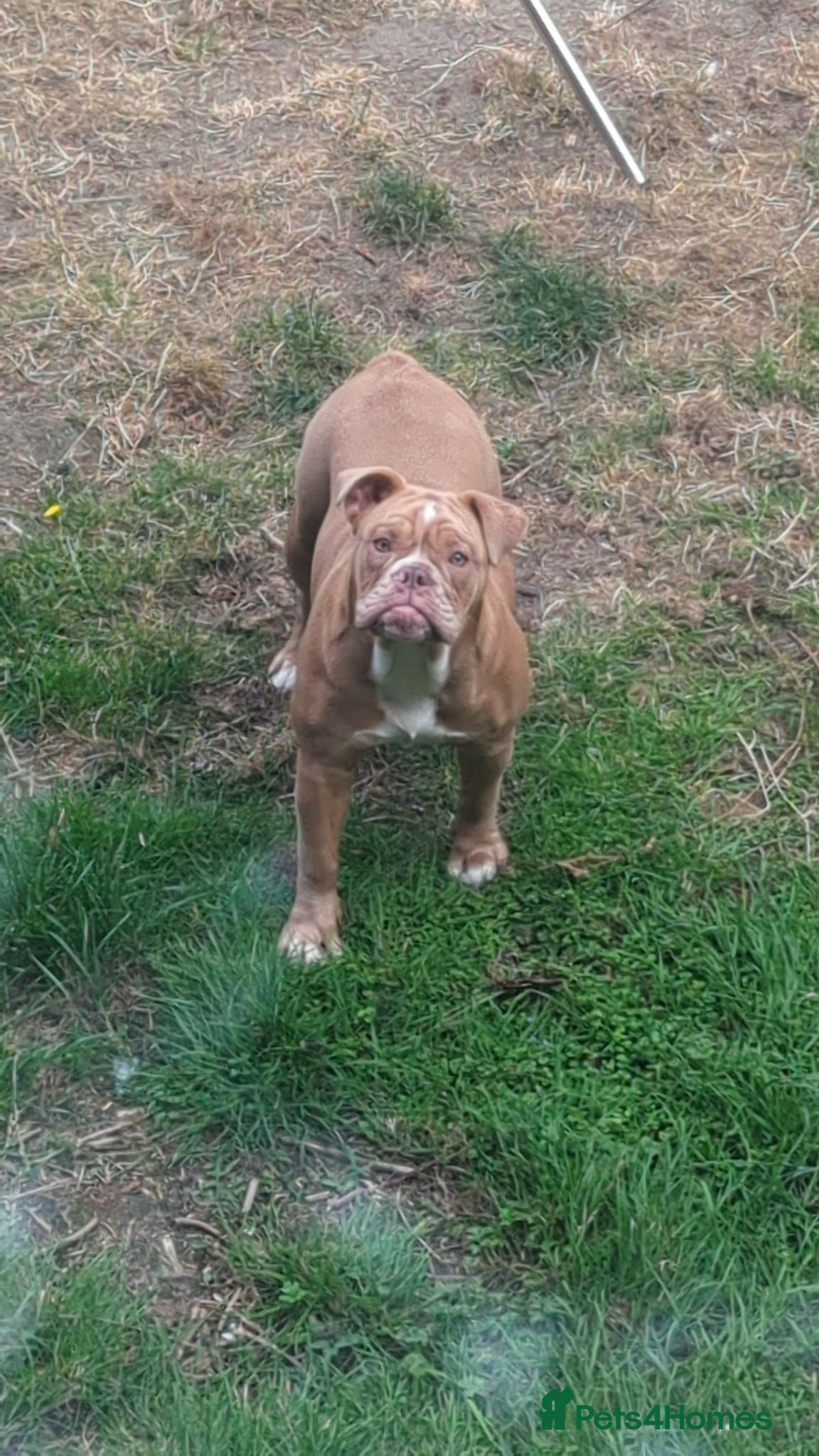 Mixed Breed dogs Beautiful lilac old-tym English bulldog girl - Advert 1