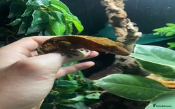 Gecko reptiles for sale: 2 crested geckos & 2 gargoyle geckos with setups - Image 11