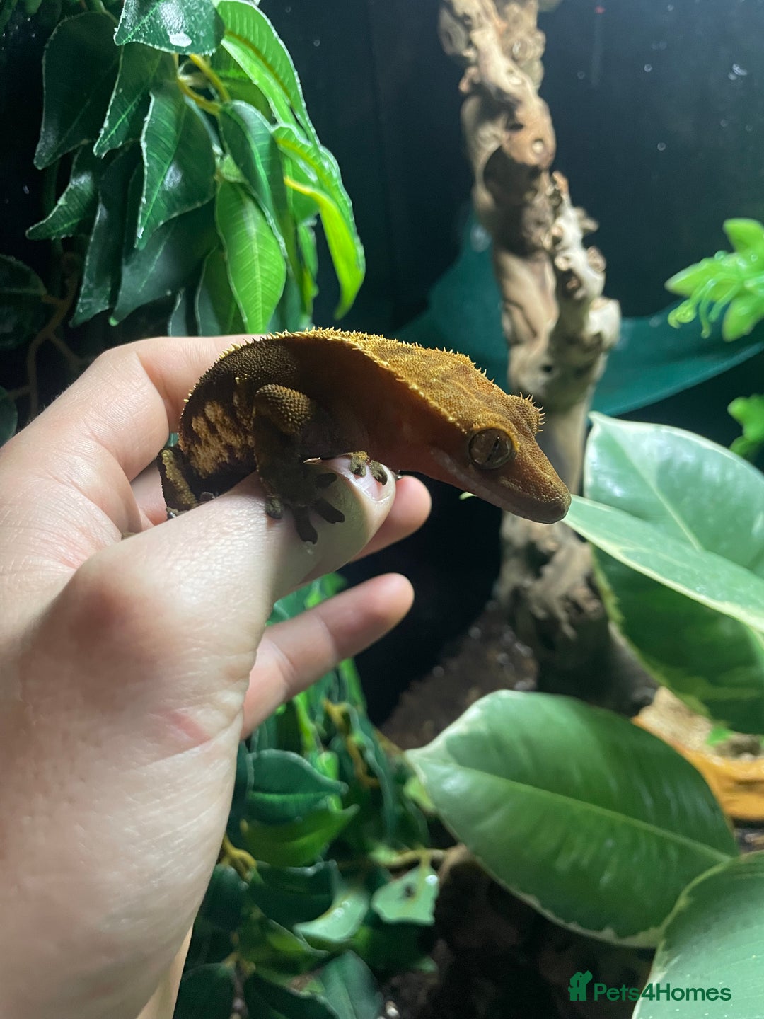 Gecko reptiles for sale: 2 crested geckos & 2 gargoyle geckos with setups - Image 11