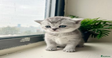 British Shorthair cats - Advert 8