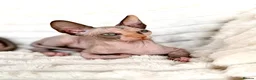 Sphynx cats for sale: Canadian Sphynx Kittens  - Advert 14