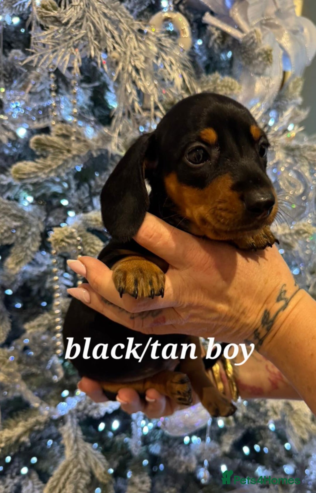 Miniature Dachshund dogs for sale: 🌟READY NOW🌟🐾Smooth coat Miniature Dachshund 🐾 - Advert 13