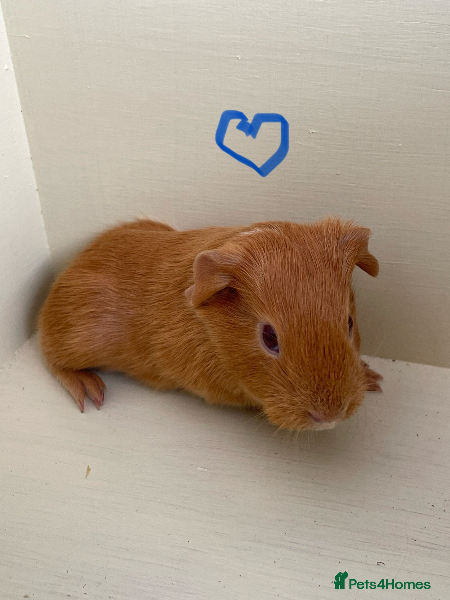 Guinea Pig rodents Baby crested Guinea Pigs.  - Advert 8