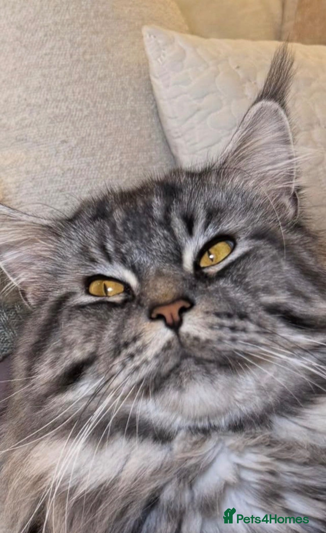 Maine Coon cats Beautiful main coon stud muffin - Advert 1