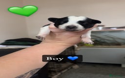 Mixed Breed dogs for sale: 🐾 Border Collie x Blue Heeler Puppies FOR SALE 🐾 - Image 6