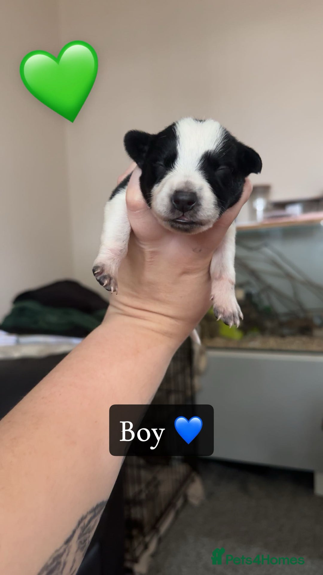 Mixed Breed dogs for sale: 🐾 Border Collie x Blue Heeler Puppies FOR SALE 🐾 - Image 6