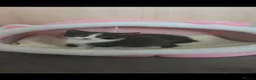 British Longhair cats for sale: British Longhair - Advert 7