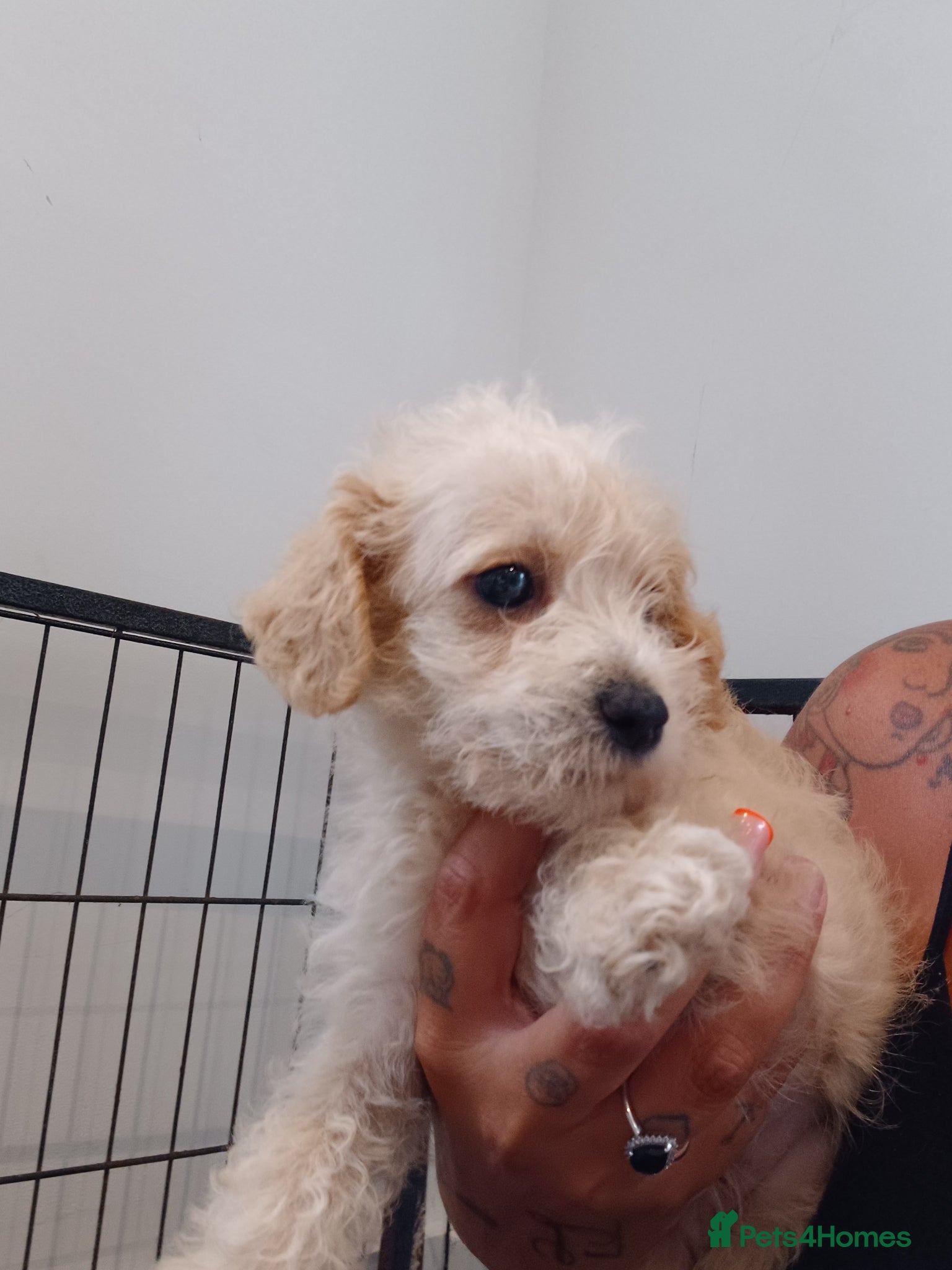 Schnoodle dogs for sale: Schnoodles 2x boy and 1x girl  in Bury Saint Edmunds - Advert 14