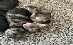 Cavapoo dogs for sale: Gorgeous blue merles & blacks cavapoo puppies  - Image 9