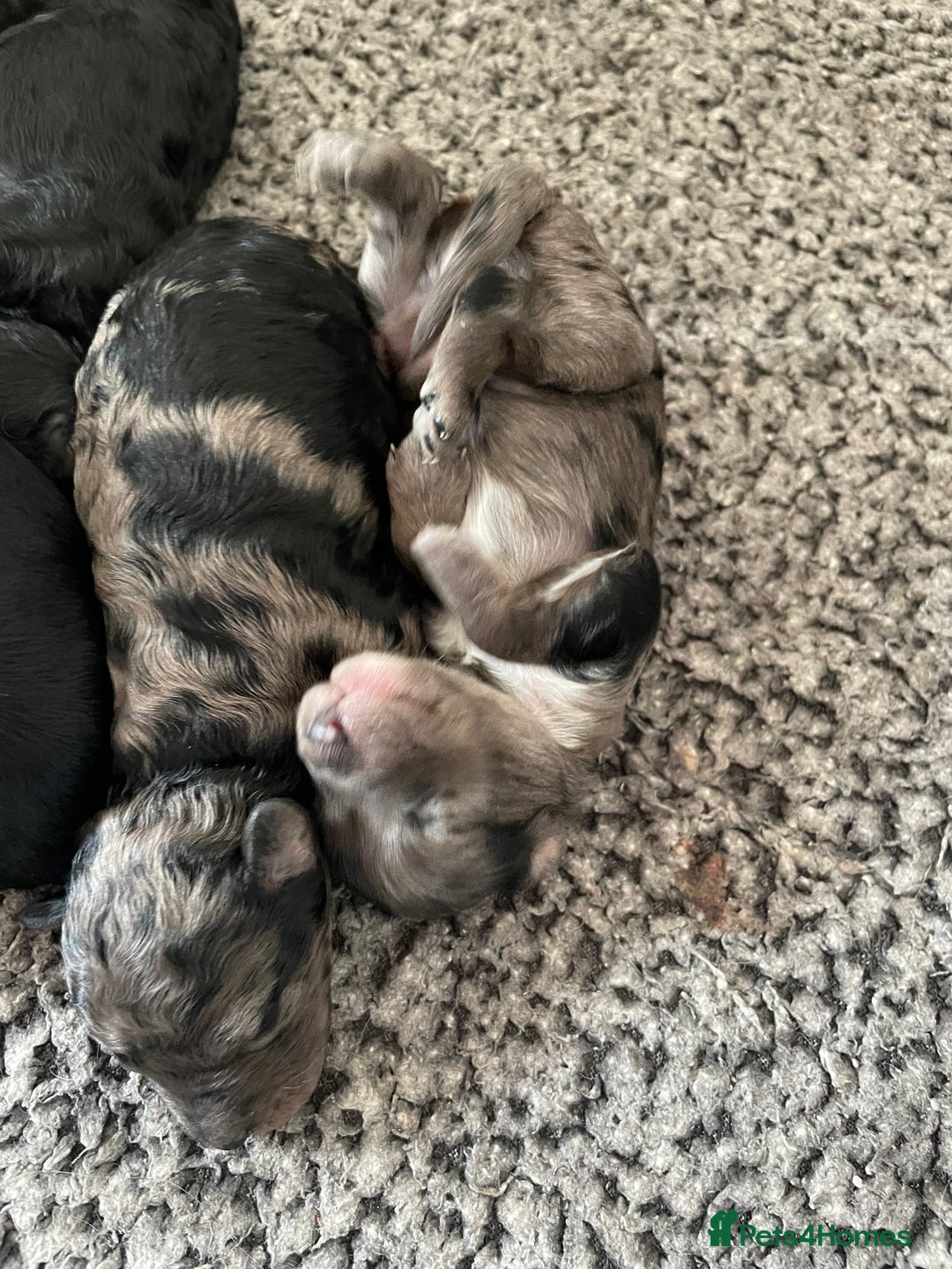 Cavapoo dogs for sale: Gorgeous blue merles & blacks cavapoo puppies  - Image 9