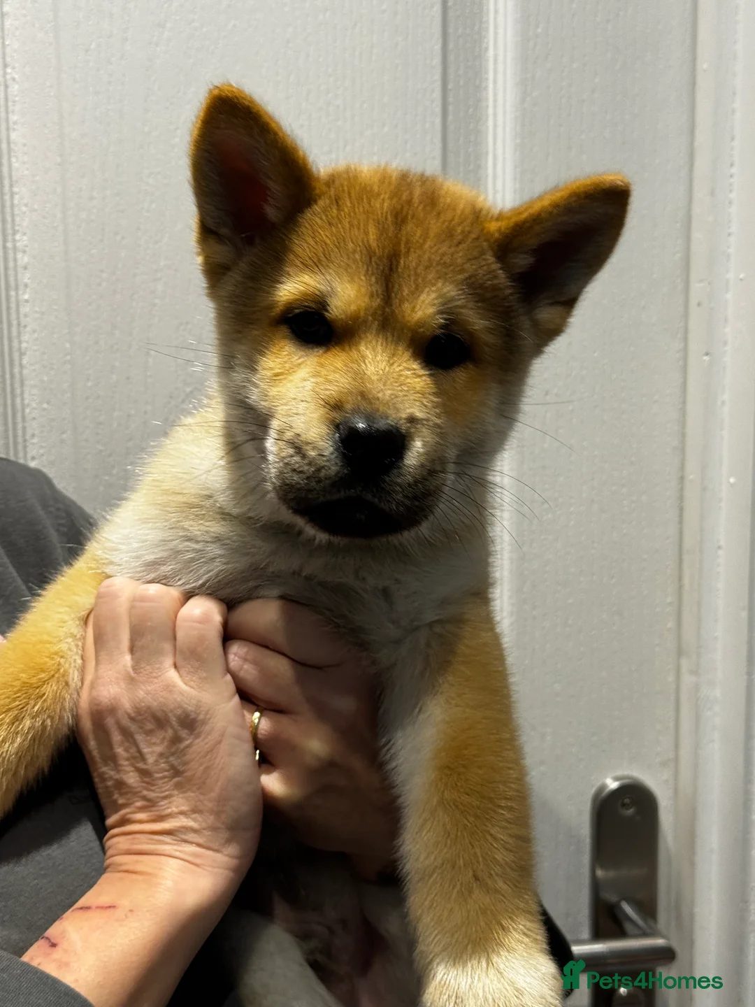 Mixed Breed dogs for sale: Chowski puppies for sale  - Advert 15