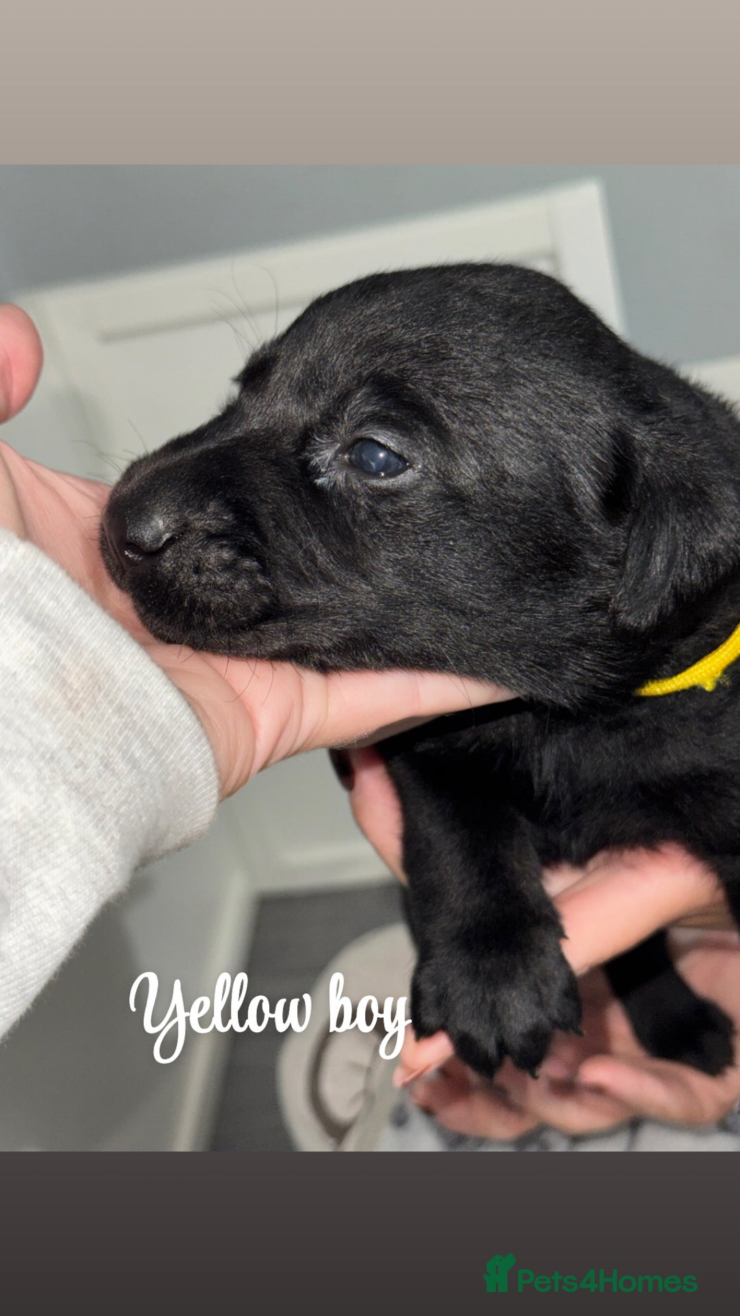 Labrador Retriever dogs for sale: Labrador puppies  - Image 8
