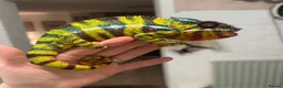 Chameleon reptiles for sale: Male Panther Chamelon 1 year old super friendly - Advert 3