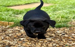 Labrador Retriever dogs for sale: Beautiful Lab Puppies! - Image 9