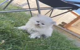 British Longhair cats for sale: 6 Adorable British ShortHair X LongHair kittens .  - Image 26