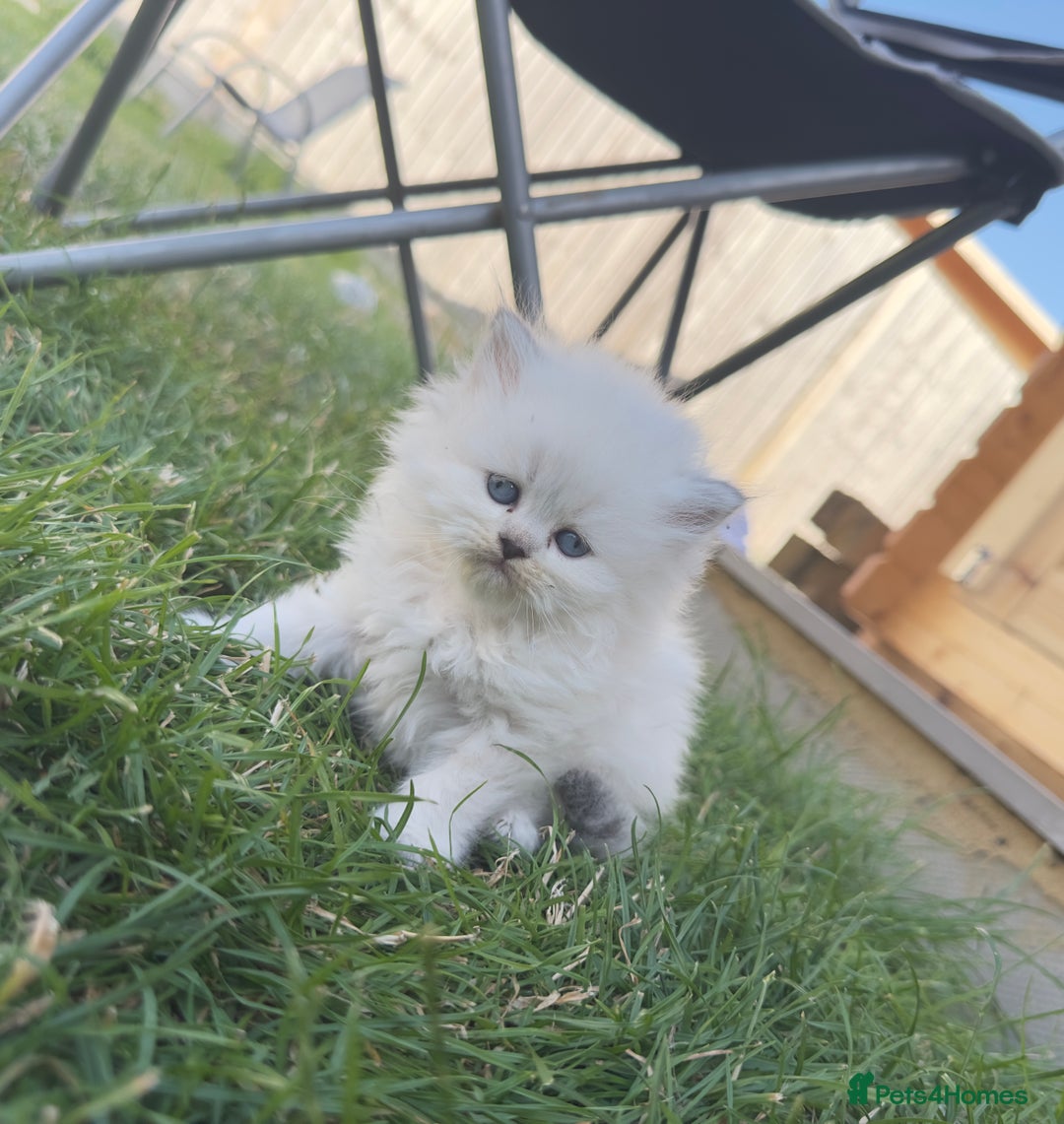 British Longhair cats for sale: 6 Adorable British ShortHair X LongHair kittens .  - Image 26