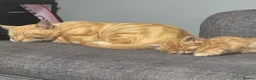 Munchkin cats for sale: Ginger kitten for sale in Walsall - Advert 2