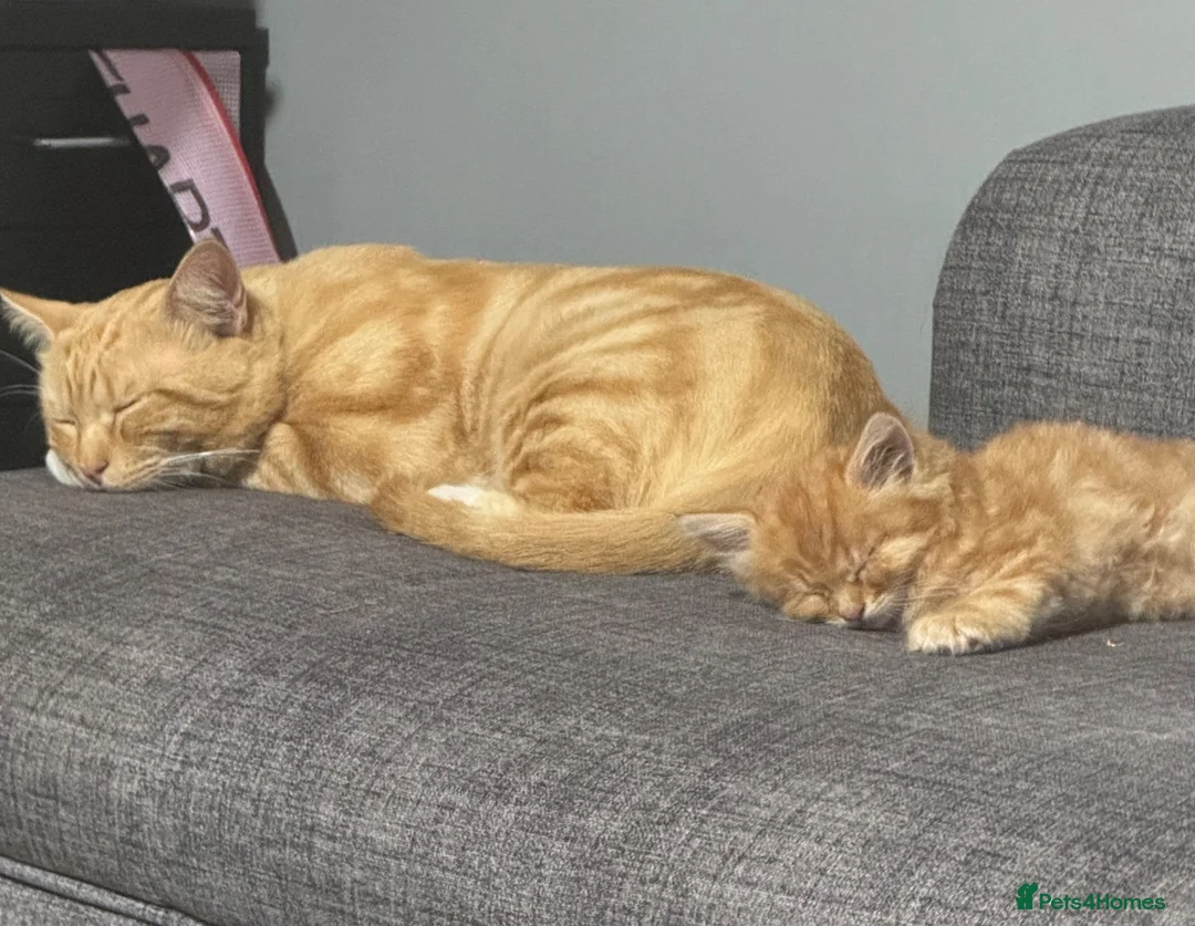 Munchkin cats for sale: Ginger kitten for sale in Walsall - Advert 2