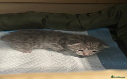 British Shorthair cats for sale: BEAUTIFUL BRITISH SHORT HAIR CROSS KITTENS - Image 4