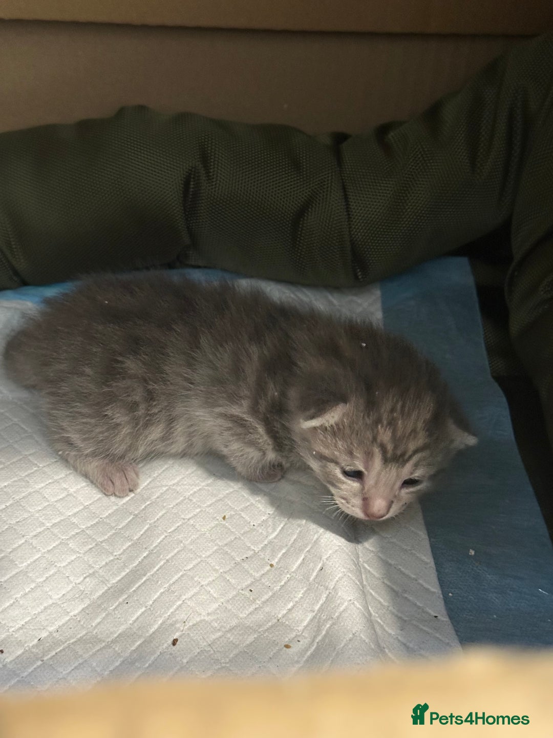 British Shorthair cats for sale: BEAUTIFUL BRITISH SHORT HAIR CROSS KITTENS - Image 4