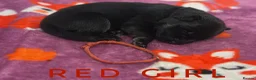 German Shepherd dogs for sale: Fully Health Tested, KC registered GSD puppies due - Advert 29