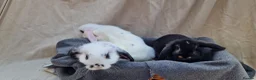 Mini Lop rabbits for sale: Mini lop baby rabbits - Advert 6