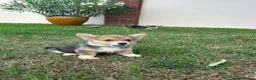 Welsh Corgi Pembroke dogs for sale: Welsh Pembroke corgi - Advert 5
