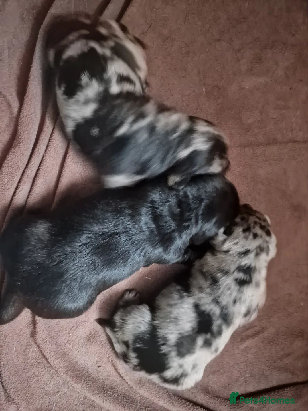 Mixed Breed dogs for sale: Labrador X Miniature Dachund. A happy accident! - Advert 6