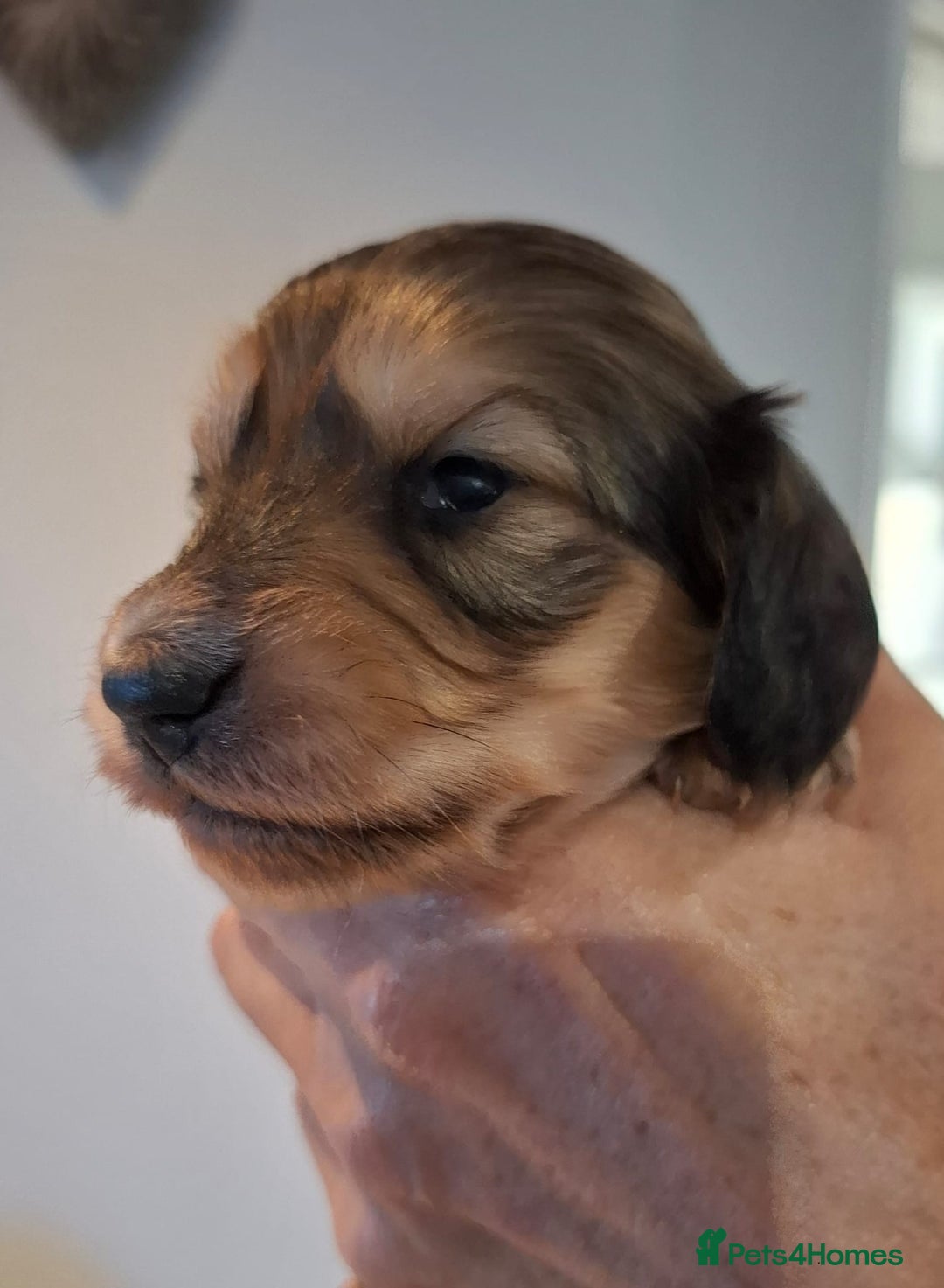 Miniature Dachshund dogs for sale: Mini L/H Dachshund female only - Image 6