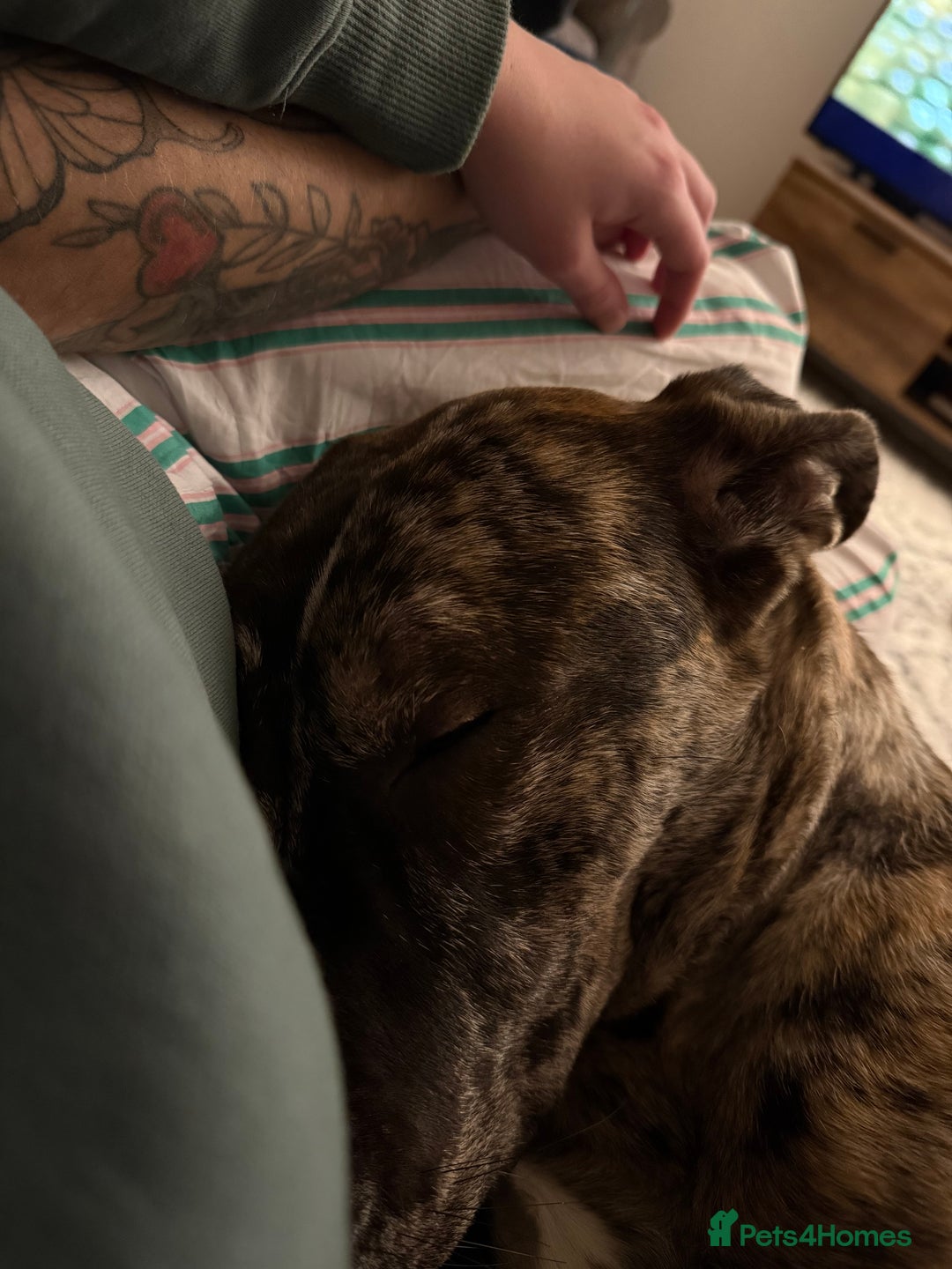 Mixed Breed dogs for sale: Urgent re home  - Advert 4