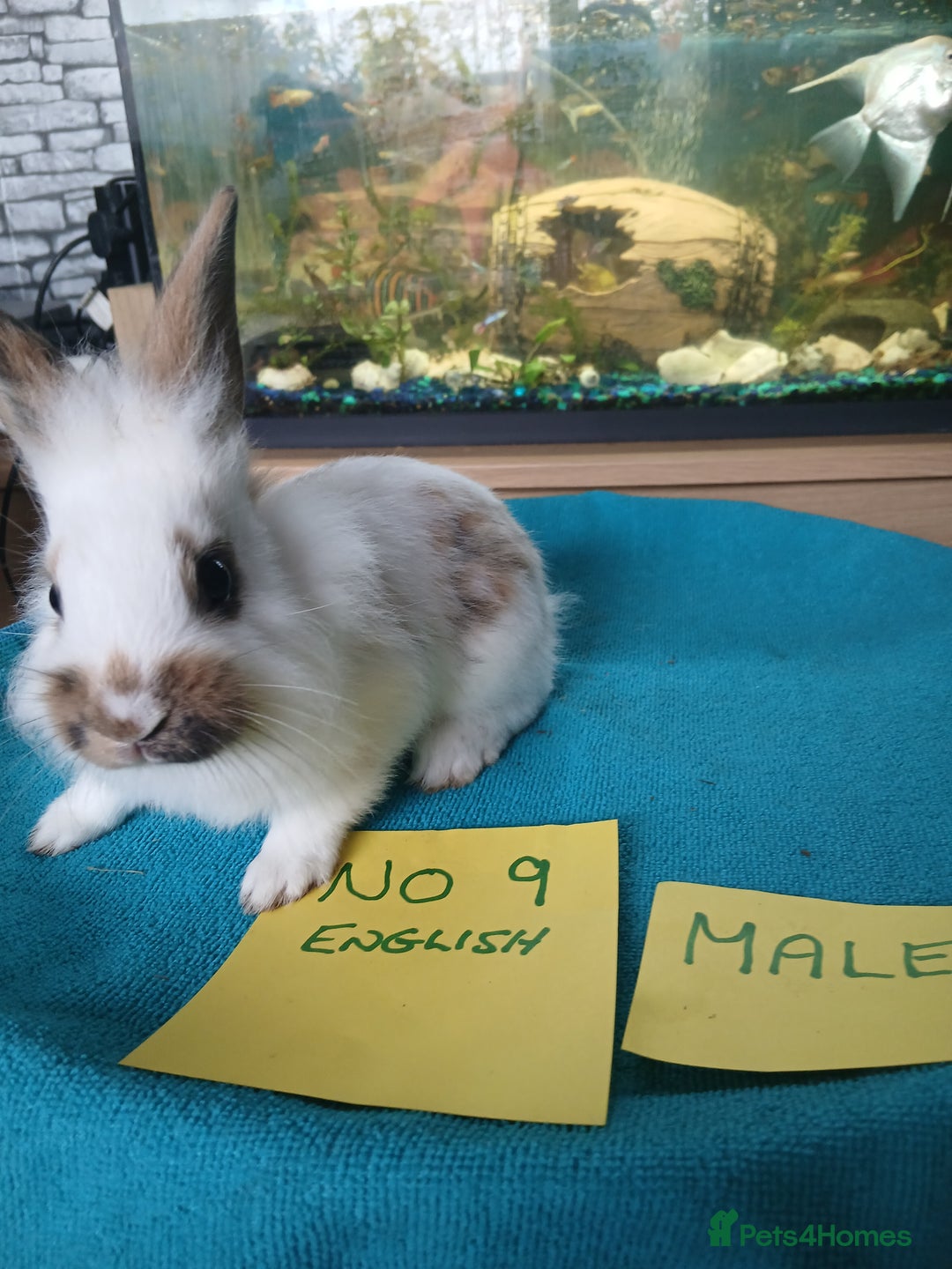English rabbits for sale: Rabbits for sale , various sexes avaliable  - Image 23