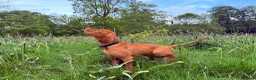 Hungarian Vizsla dogs for sale: KC Registered Vizsla Boy-Family Pet-J-2026-Litter - Advert 4