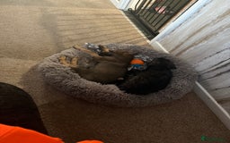 Mixed Breed dogs for sale: 9 week old cane corso cross - Image 5