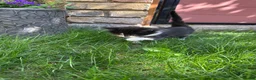 British Shorthair cats for sale: 4 Girls & 2 Boys Kittens Available - Advert 24