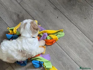 Cavachon dogs Cute cavachons - Advert 4