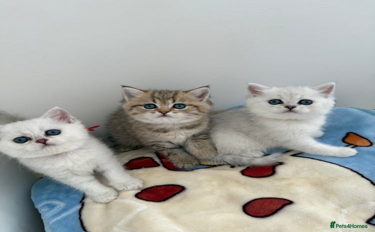 British Shorthair cats - Advert 12