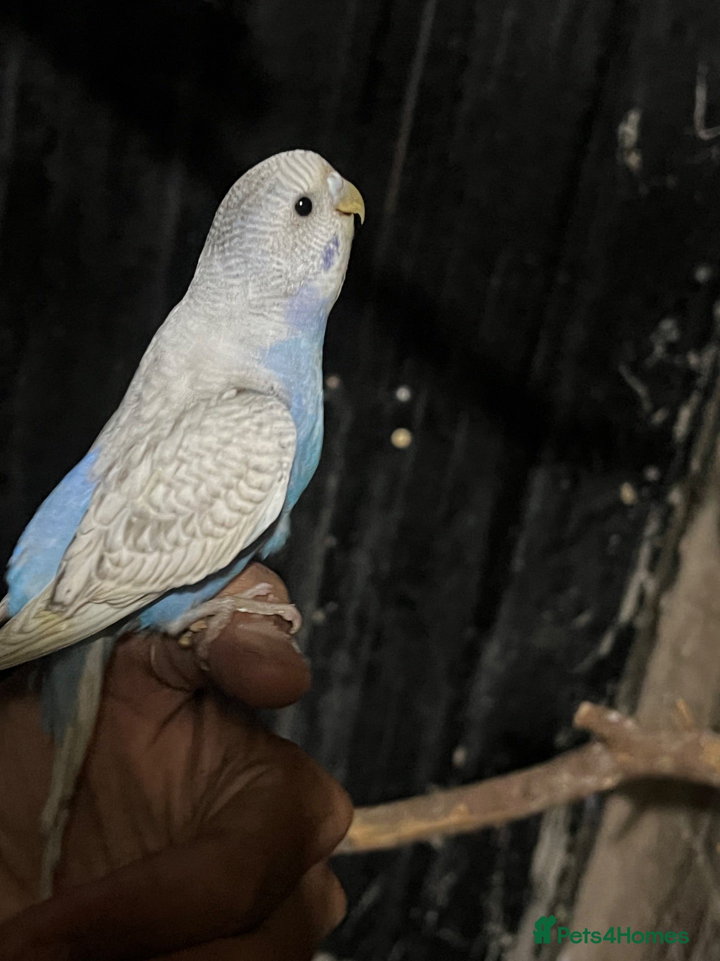 Cockatiels birds Budgie baby - Advert 16