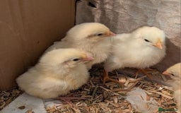 Chickens poultry for sale:  chicks available now! in Melksham - Image 2
